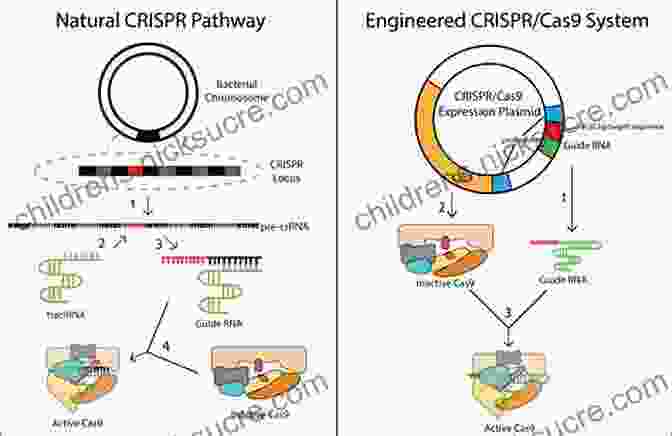 A Diagram Of CRISPR Cas9 Gene Editing Know This: Today S Most Interesting And Important Scientific Ideas Discoveries And Developments (Edge Question)