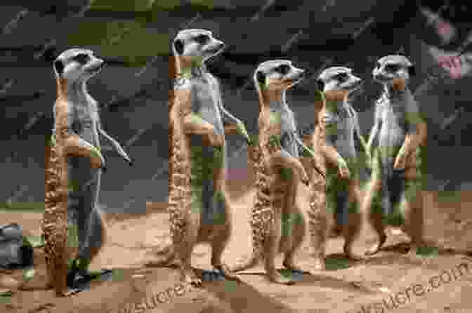 A Group Of Meerkats Standing On Their Hind Legs, Looking Curiously At The Camera New Arrivals At Hedgehog Hollow: The New Heartwarming Uplifting Page Turner From Jessica Redland