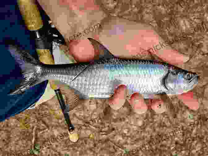 A Scenic Image Of Coastal Waters Where Tarpon Can Be Found. High Rollers: Fly Fishing For Giant Tarpon