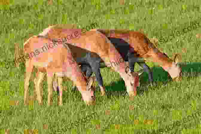 Deer Grazing In A Meadow In Land Between The Lakes Land Between The Lakes Outdoor Handbook: Your Complete Guide For Hiking Camping Fishing And Nature Study In Western Tennessee And Kentucky