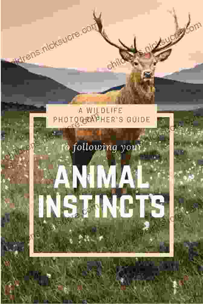 Respecting Wildlife In Photography The Joy Of Nature Photography: 101 Tips To Improve Your Outdoor Photos (Joy Of Series)