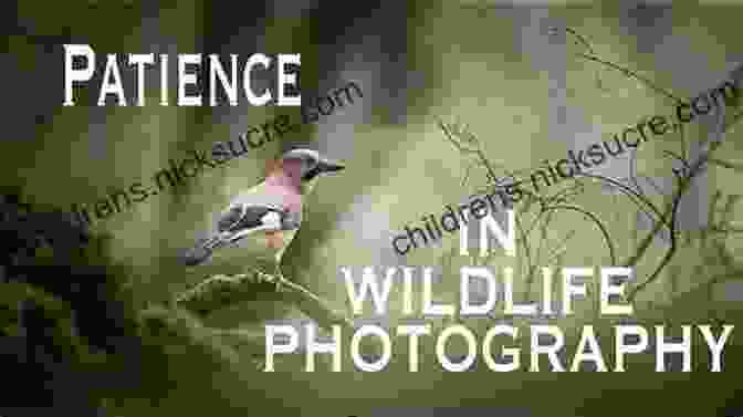 Stealth And Patience In Wildlife Photography The Joy Of Nature Photography: 101 Tips To Improve Your Outdoor Photos (Joy Of Series)